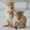 Mongolian Gerbil Animals Diamond Painting