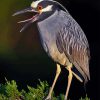 Night Heron On Tree Diamond Painting