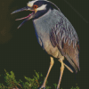 Night Heron On Tree Diamond Painting