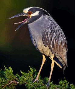 Night Heron On Tree Diamond Painting