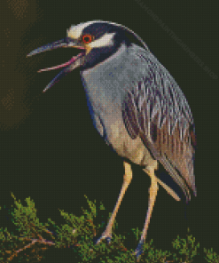 Night Heron On Tree Diamond Painting