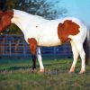 Pinto Horse Diamond Painting