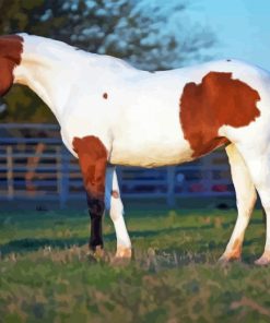 Pinto Horse Diamond Painting