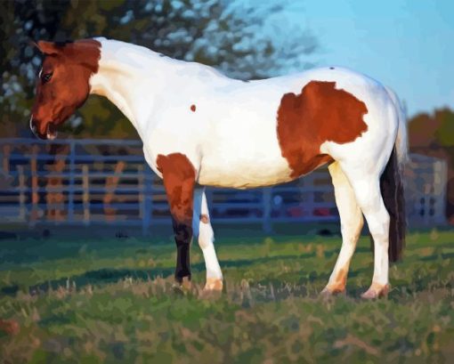 Pinto Horse Diamond Painting