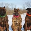 Presa Canario Dogs In Snow Diamond Painting