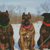 Presa Canario Dogs In Snow Diamond Painting