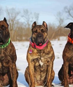 Presa Canario Dogs In Snow Diamond Painting