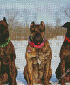 Presa Canario Dogs In Snow Diamond Painting