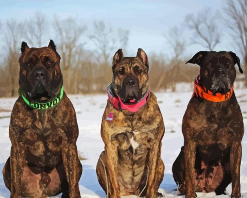 Presa Canario Dogs In Snow Diamond Painting