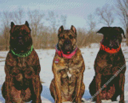 Presa Canario Dogs In Snow Diamond Painting