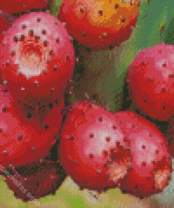 Prickly Pears Diamond Painting