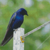 Purple Martin Diamond Painting