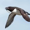 Razorbill Bird Diamond Painting