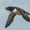 Razorbill Bird Diamond Painting