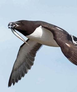 Razorbill Bird Diamond Painting