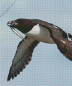 Razorbill Bird Diamond Painting