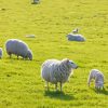 Sheep In A Field Diamond Painting