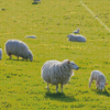 Sheep In A Field Diamond Painting