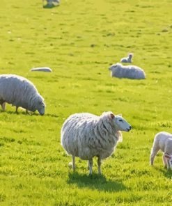 Sheep In A Field Diamond Painting