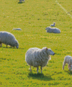 Sheep In A Field Diamond Painting