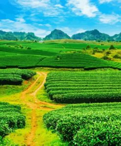 Tea Fields Diamond Painting