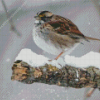 Throated Sparrow In Snow Diamond Painting