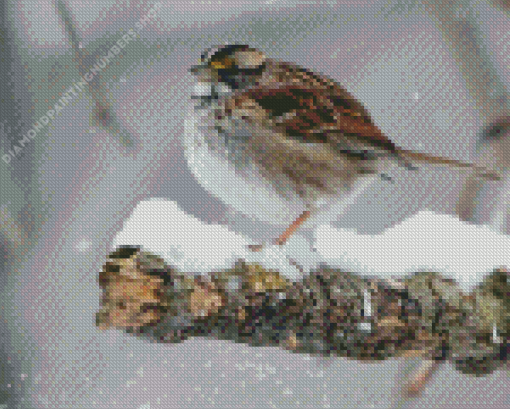 Throated Sparrow In Snow Diamond Painting