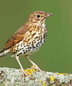 Thrush Bird Diamond Painting