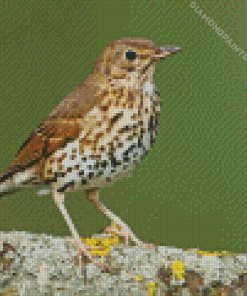 Thrush Bird Diamond Painting