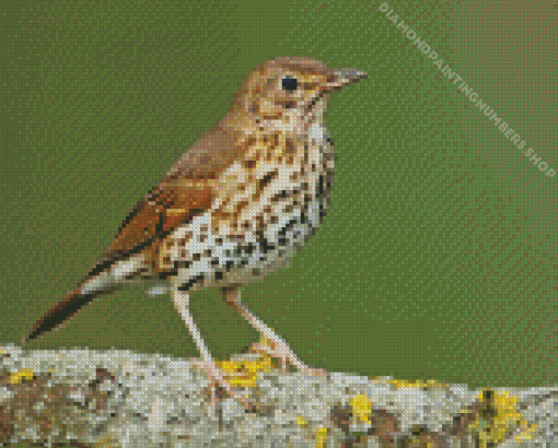 Thrush Bird Diamond Painting