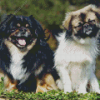 Tibetan Spaniel Diamond Painting