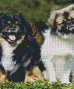 Tibetan Spaniel Diamond Painting