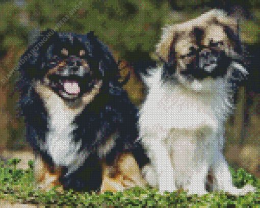 Tibetan Spaniel Diamond Painting