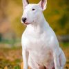 White Bull Terrier On Autumn Leaves Diamond Painting