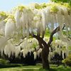 White Wisteria Tree Diamond Painting