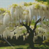 White Wisteria Tree Diamond Painting