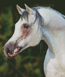 Arabian Horse Diamond Painting