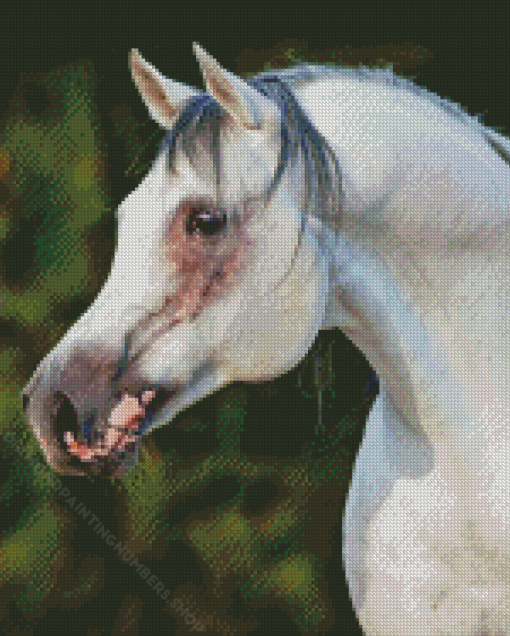 Arabian Horse Diamond Painting