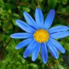 Beautiful Blue Daisy Diamond Painting