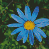 Beautiful Blue Daisy Diamond Painting