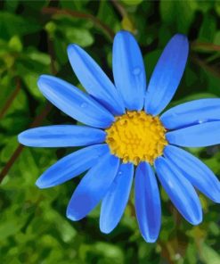 Beautiful Blue Daisy Diamond Painting