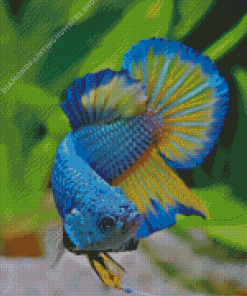 Betta Fish Diamond Painting