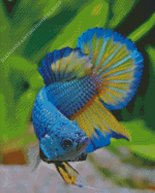 Betta Fish Diamond Painting