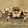 Big Eyed Tarantula Diamond Painting