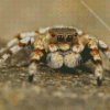 Big Eyed Tarantula Diamond Painting