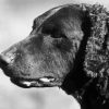 Black And White Curly Coated Retriever Diamond Painting