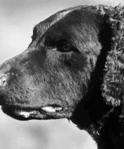 Black And White Curly Coated Retriever Diamond Painting