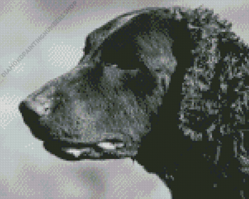 Black And White Curly Coated Retriever Diamond Painting