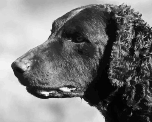 Black And White Curly Coated Retriever Diamond Painting