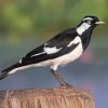 Black And White Magpie Lark Diamond Painting